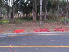 -福田红树林生态公园
