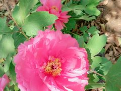 -洛阳郁金香牡丹园