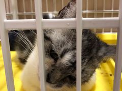 -藏猫猫咖啡主题馆(中央大道店)