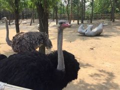 -大连森林动物园