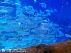 -华夏文旅海洋公园