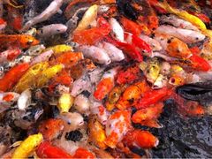 iphone_upload_pic-龙达温泉生态城
