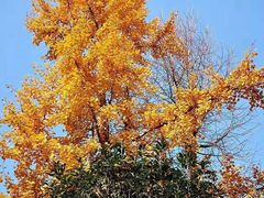 -西南交通大学九里校区-篮球场