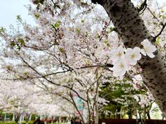 -高东镇樱花园