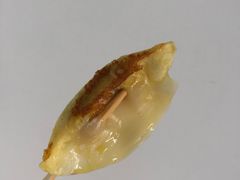 -肥叔锅贴(世贸江滨店)