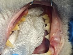 -纳吉亚猫专科动物诊疗中心(蒋宅口分院)