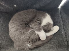 -我爱猫咪·猫咖·狗咖·安哥拉兔·羊驼咖(小寨华旗店)