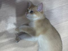 -Umiao与猫咖啡 猫咖