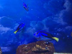 -芜湖新华联大白鲸海洋公园