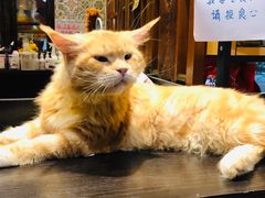 -more than meow吴止猫主题餐厅(承德 中船汇店)