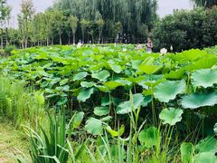 -郑东新区湿地公园