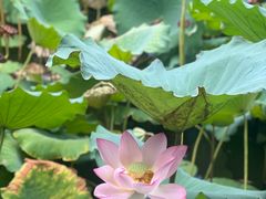 -荔湾湖公园