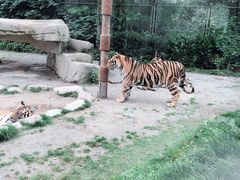 -上海野生动物园老虎餐厅