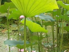 -莲湖公园