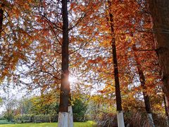 -九里河湿地公园