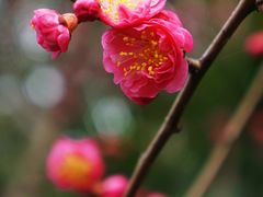 -望江楼公园