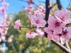 -徐家汇公园