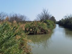 -大湾区中央湿地公园
