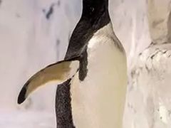 -芜湖新华联大白鲸海洋公园