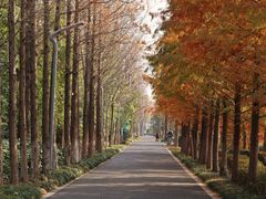 -昆山城市生态森林公园