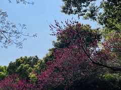 -杭州半山国家森林公园