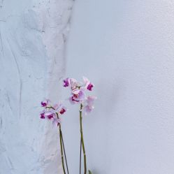 -小梨·OndaPro·专业脱毛连锁机构