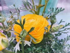 -花鸟鱼虫鲜花绿植市场(玉泉路店)