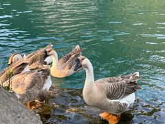 -靖西鹅泉风景区