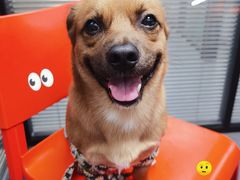 -伟伟宠物医院·CT影像中心·瑞派犬猫综合性门诊(汉口总院)
