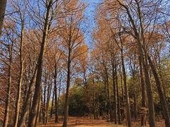 -上海海湾国家森林公园