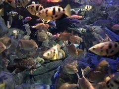 -成都浩海立方海洋公园