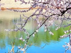 -桃花堤公园