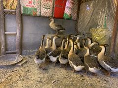 -鱼窝棚柴火铁锅炖(富山屯店)