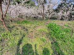 -樱桃山旅游景区