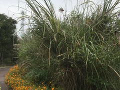 -桤木河湿地公园