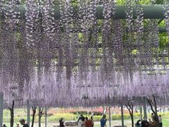 -嘉定紫藤园
