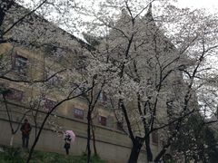 -武汉大学-樱园