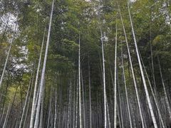 -上海佘山国家森林公园天马山园