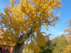 -苏州文庙(姑苏区)