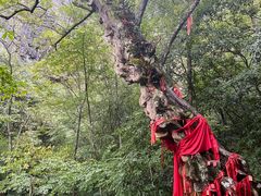 -燕子河大峡谷天坑仙境