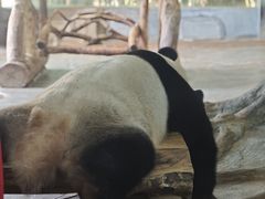 -海南热带野生动植物园