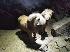 -抚顺煤矿博物馆