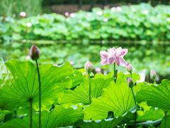 -陈家山荷花公园