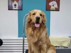 -派多格宠物·购宠(靛厂路店)