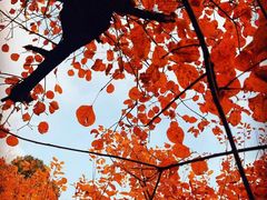 -昆山城市生态森林公园