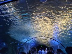 -悉尼海洋生物水族馆