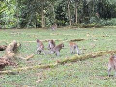 -武吉知马自然保护区