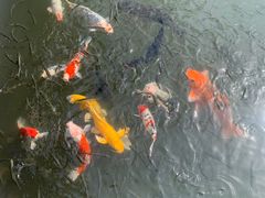 -杭州西湖柳莺里酒店·闻莺厅