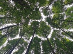 -山王坪喀斯特国家生态公园