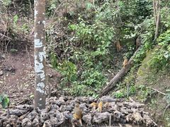 -野象谷景区